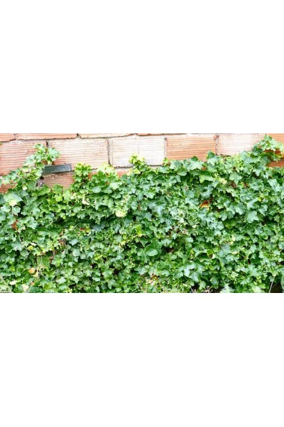 Декоративне озеленення стіни плющем Парслей Крестед